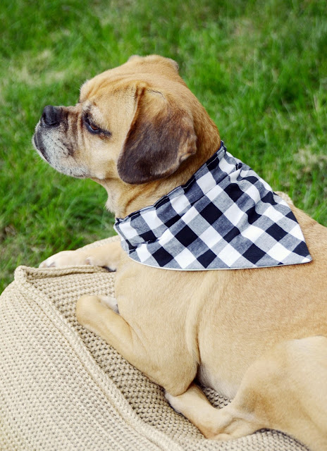 Easy DIY Reversible Dog Bandana Sewing Pattern /// By Design Fixation