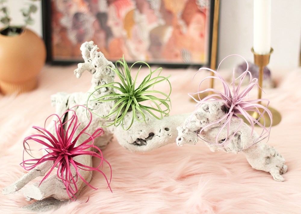 Painted Faux Airplants /// 10 Colorful DIY Projects To Usher In Spring by Design Fixation