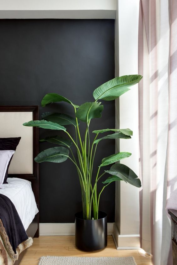 Bird of Paradise Houseplant /// Gorgeous Indoor Plants That Will Liven Up Your Home /// By Design Fixation #plants #houseplants #homedecor #greenliving