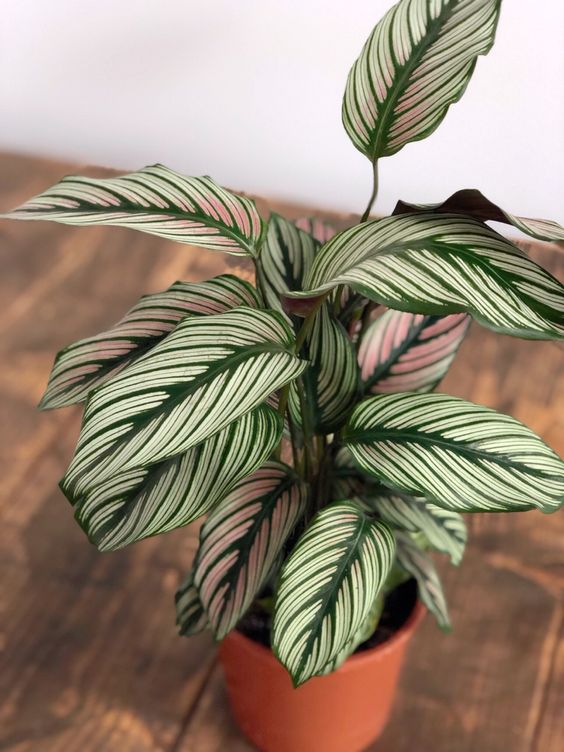 Calathea Whitestar Houseplant /// Gorgeous Indoor Plants That Will Liven Up Your Home /// By Design Fixation #plants #houseplants #homedecor #greenliving
