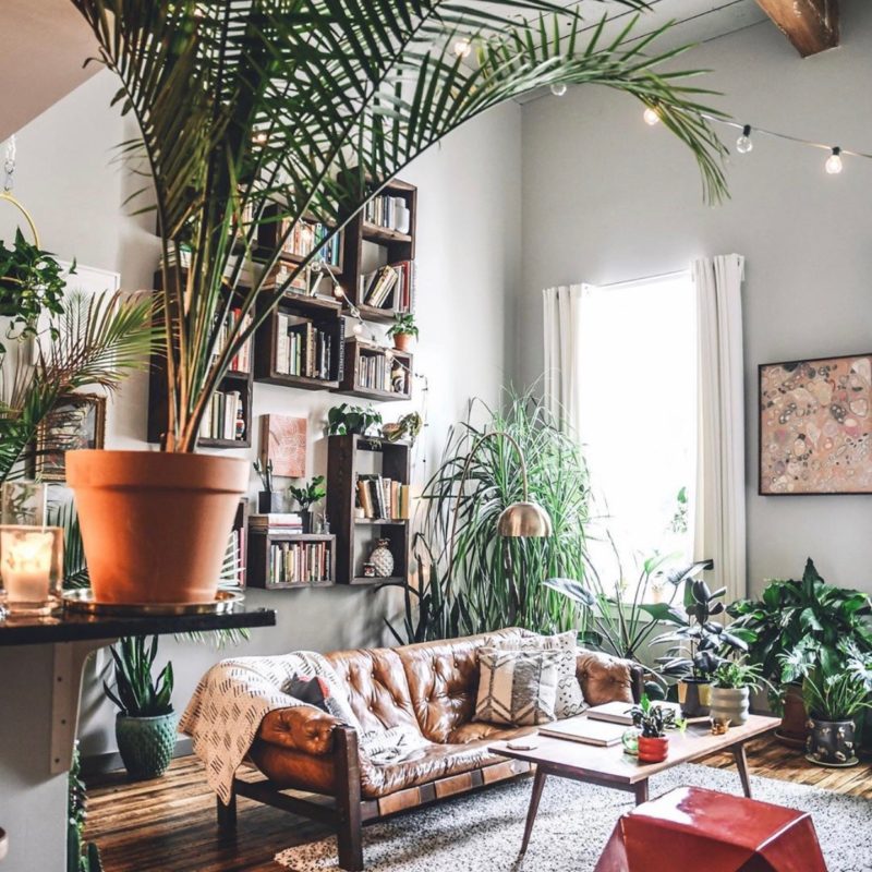 Take a peak into some of the best indoor plants to liven up your home (and decor)