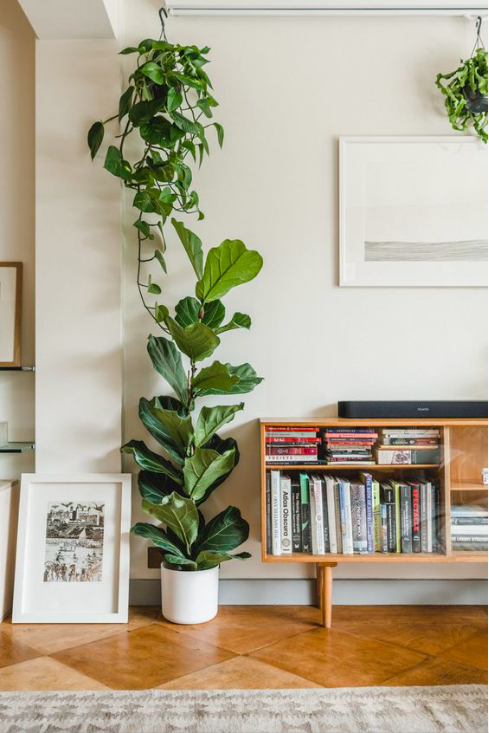 Fiddle-leaf Fig and Pothos Houseplants /// Gorgeous Indoor Plants That Will Liven Up Your Home /// By Design Fixation #plants #houseplants #homedecor #greenliving